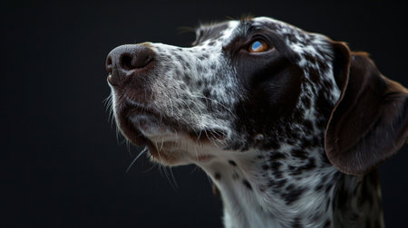 German Shorthaired Pointer close-up on a black backgroundの素材