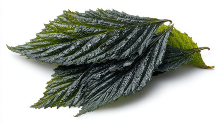 Dried seaweed sheets stacked together on white background, showing dark green color and textured surface ideal for asian cuisine.の素材