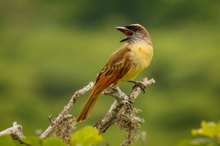 The Golden crowned Flycatcher at the coast of Ecuadorの写真素材
