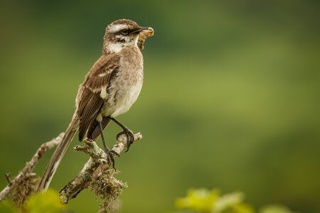 The female of Golden-crowned Flycatcher at the coastline of Ecuadorの写真素材