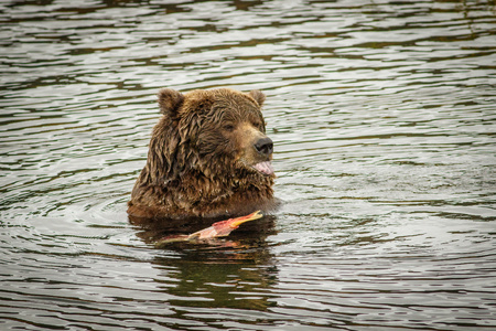 Huge bear eating the salmon fish in Katmai National Park, Alaskaの写真素材