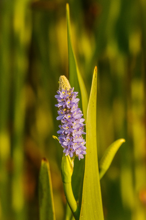 The Springtime purple bloom in the gardenの写真素材