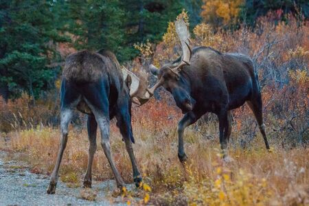 Two bulls fighting during mating season in Denali National park, Alaska, USの写真素材
