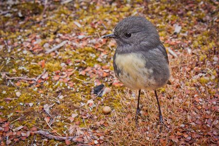 Small bird Robin is endemic from New Zealandの写真素材