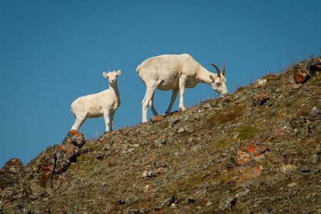 Dall sheep mother with baby in Kluane National Park and reserve, Yukon territory, Canada