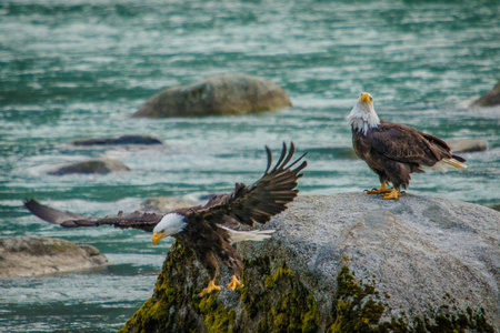 Wild experience in Chilkat bald egle reserve in Alaska, bird-watching in Haines in Alaska, two bald eagles fishing by the Chilkat riverの写真素材