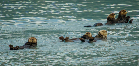 Sea otters near Seward in Prince William Sound, Alaskaの写真素材