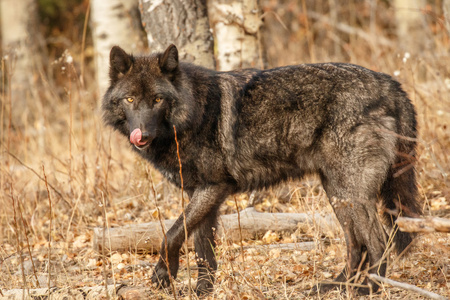 Big black wolf looking for food, Canada, Yamnuska sanctuary for wolf conservation, old wolf in...