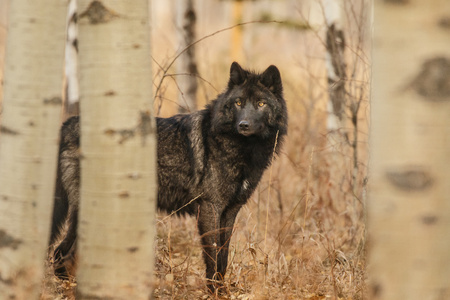 Old large black wolf hidden behind trees, Canada, wild looking animal, mother nature, fauna