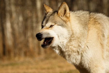 Scary looking yawning wolf in Yamnuska sanctuary, Canada, low content wolf, wolfdogの写真素材