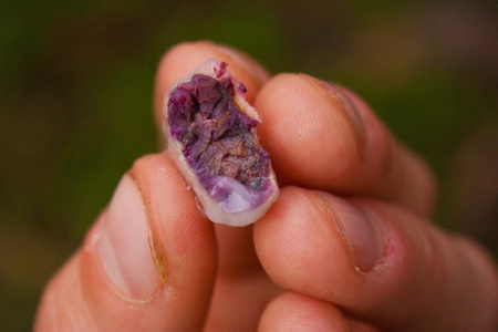 Sample of freshly picked cocoa bean in Costarica, tropic fruit of Central America, fresh cocoa bean...