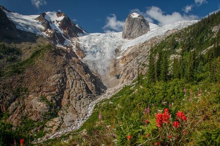 Bugaboo glaicer in worlds best climbing park in British Columbia, Canada, summer flowers in Bugaboo provincial park in Canadian Rockiesの写真素材