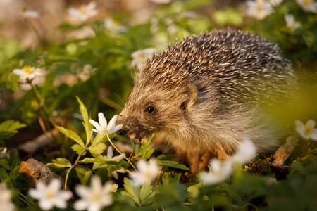 Little hedgehog in white blooms of Wood Anemone, European wild mamals of forest, animal lover