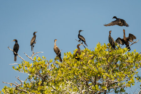 Anhinga sitting on the tree on the banch of lake in Oaxaca state of Mexico, southern part of mexico as birdlovers paradiseの写真素材