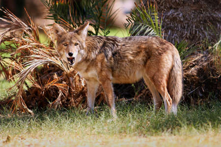 Coyote in Death Valley national park in Californiaの写真素材