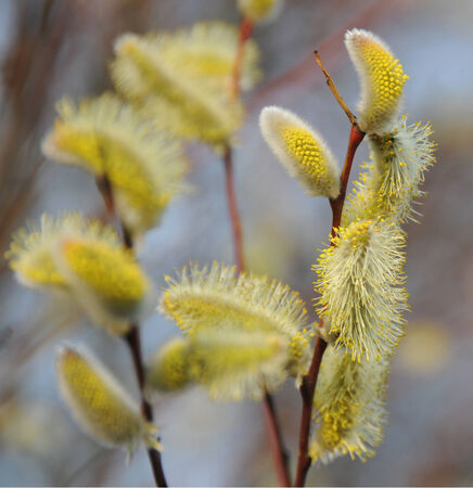 Blossoming spring willow twig with budsの写真素材