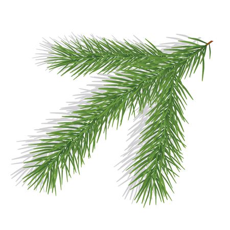 Pine branch isolated on whiteのイラスト素材