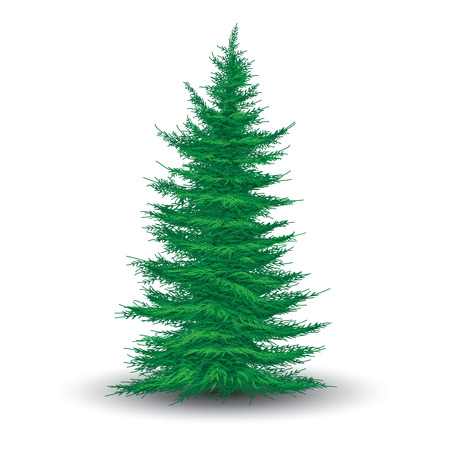 Green fir tree isolated on white. Realistic vector illustrationのイラスト素材