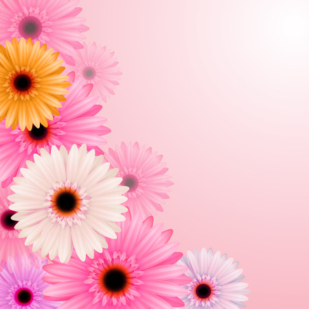Gerber flowers isolated on pink background. Vector illustrationのイラスト素材