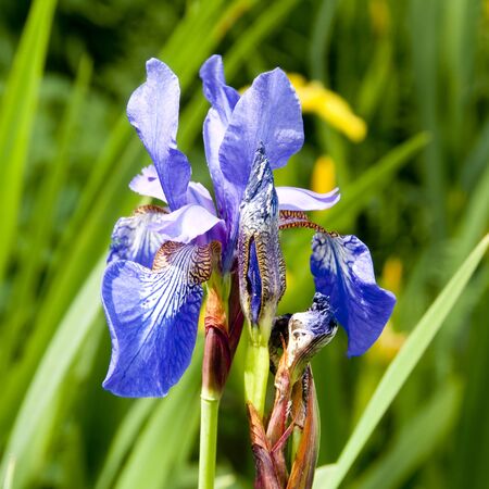 Beautiful multi colored Iris blooming in springtimeの写真素材