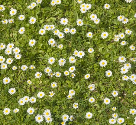Many white daisies in top view of meadowの写真素材
