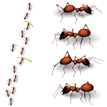 Collection of forest ants isolated on white background. Vector illustrationのイラスト素材
