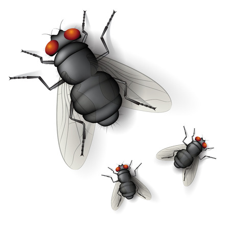 Insect fly isolated on white background. Vector illustration.のイラスト素材
