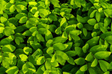 green plants