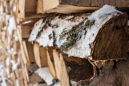 Birch logs are stacked in woodpile