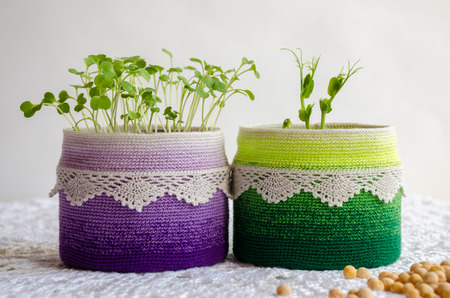 Pea sprouts  in recycling pot with crochet coverの写真素材