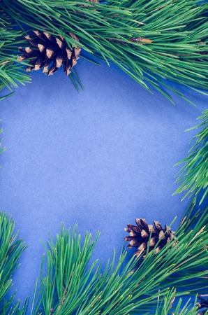 Green pine branches with cones on a blue background