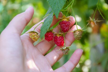 women's hands picked the ripe raspberries from bush on a sunny summer day in the garden