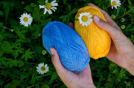 female hands holding two balls of cotton yarn on a background of green grass and daisiesの写真素材