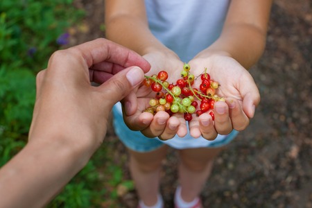 little girl holds in her hands a handful of fresh red and green berries currant, treats her mother with berriesの写真素材