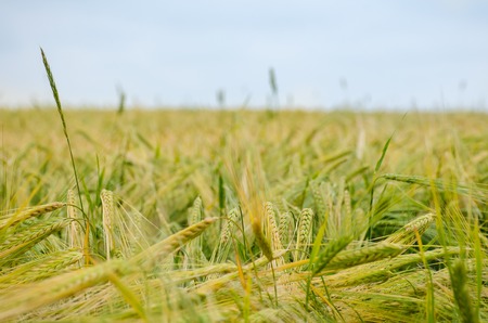 Field of green and golden rye in summer cloudy day. Agriculture harvest growth