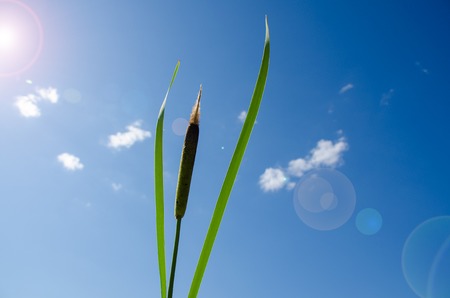 cattail against the blue sky with small clouds on a sunny summer dayの写真素材