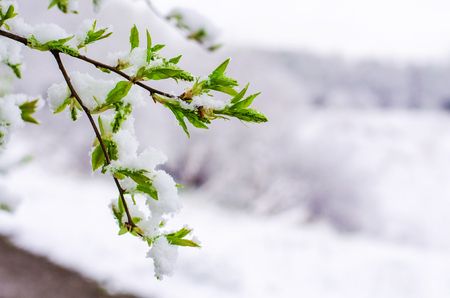 bird cheryy tree branch with young leaves snow-covered. abnormal weather in the springの写真素材