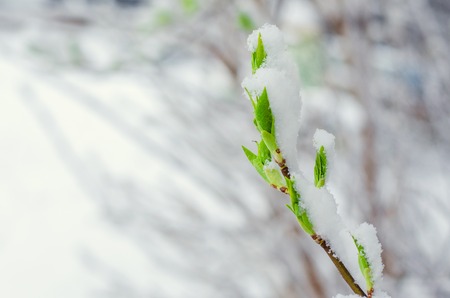 bird chery tree branch with young leaves snow-covered. abnormal weather in the spring