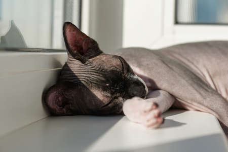 Cute cat canadian sphynx sleeping on windowsill in sunny summer day