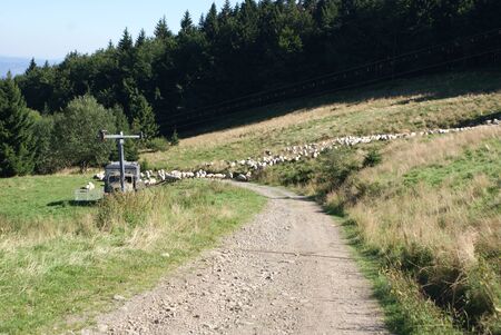 sheepsの写真素材