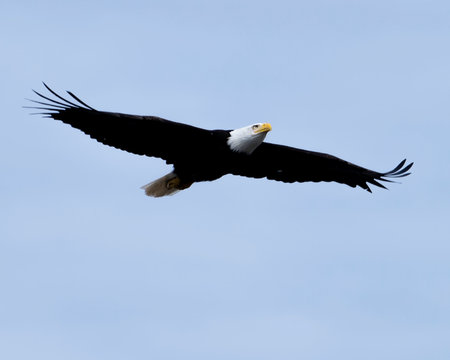 Bald eagle flies high in the clear sky, showcasing its impressive wingspan and sharp features.の写真素材
