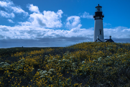 Bright flowers bloom near Yaquina Head lighthouse on a cloudy spring morning.の写真素材