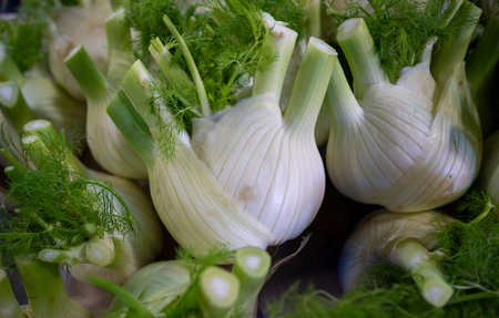 Fresh fennel bulbs with bright green tops await cooking in dishes.の写真素材