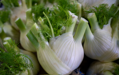 Fennel bulbs displayed at a market, showcasing their fresh green leaves.の写真素材