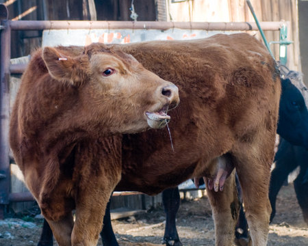 Closeup of a loan cow calling out during cattle drive.の写真素材