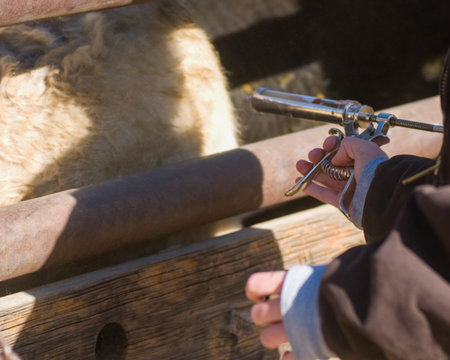Cowboys engage in cattle herding while administering vaccinations outdoors.の写真素材