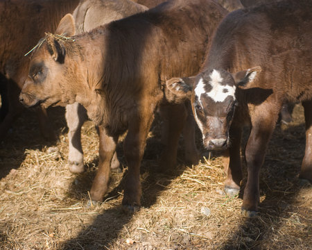 Cattle are being herded on a peaceful rural farm in bright sunlight.の写真素材