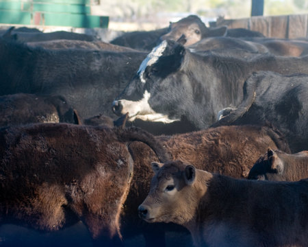 Cattle gather closely as cowboys work to herd them in a rural scene.の写真素材