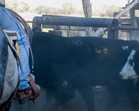 Cowboys herd cattle through a rural area filled with dust and sunlight.の写真素材
