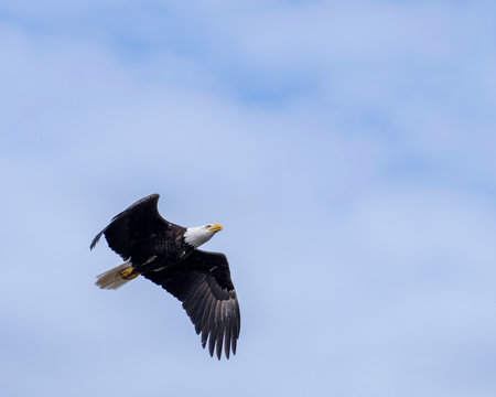 A bald eagle soars through the clear morning sky, showcasing its majestic wings in Alaska.の写真素材